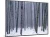 Aspen forest in winter, Methow Valley, Washington, USA-Charles Gurche-Mounted Photographic Print