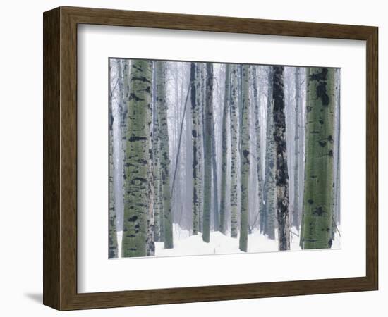 Aspen forest in winter, Methow Valley, Washington, USA-Charles Gurche-Framed Photographic Print