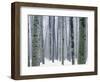 Aspen forest in winter, Methow Valley, Washington, USA-Charles Gurche-Framed Photographic Print