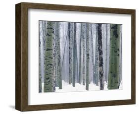 Aspen forest in winter, Methow Valley, Washington, USA-Charles Gurche-Framed Photographic Print