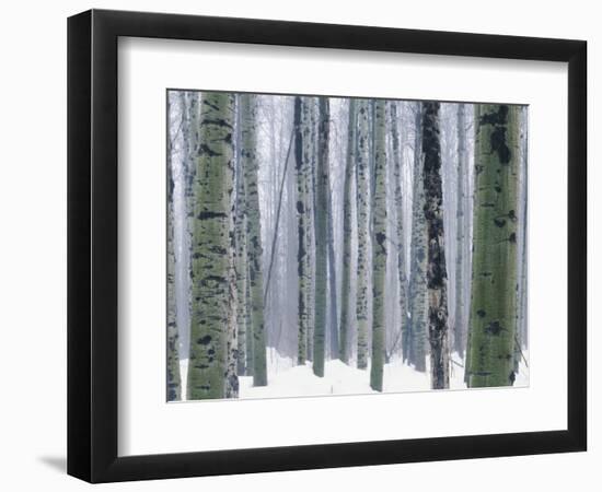 Aspen forest in winter, Methow Valley, Washington, USA-Charles Gurche-Framed Photographic Print