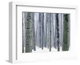 Aspen forest in winter, Methow Valley, Washington, USA-Charles Gurche-Framed Photographic Print