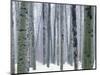 Aspen forest in winter, Methow Valley, Washington, USA-Charles Gurche-Mounted Photographic Print