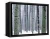 Aspen forest in winter, Methow Valley, Washington, USA-Charles Gurche-Framed Stretched Canvas