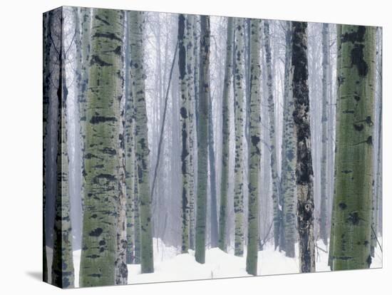 Aspen forest in winter, Methow Valley, Washington, USA-Charles Gurche-Stretched Canvas