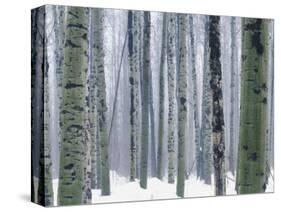 Aspen forest in winter, Methow Valley, Washington, USA-Charles Gurche-Stretched Canvas
