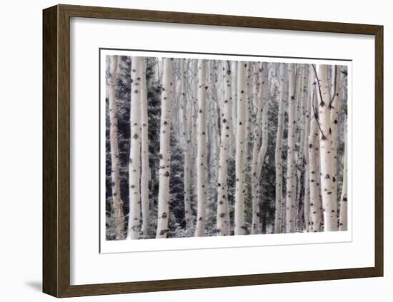 Aspen Forest-Donald Paulson-Framed Giclee Print