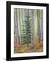 Aspen Forest-Don Paulson-Framed Giclee Print