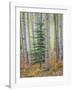 Aspen Forest-Don Paulson-Framed Giclee Print