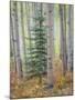 Aspen Forest-Don Paulson-Mounted Giclee Print