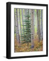 Aspen Forest-Donald Paulson-Framed Giclee Print