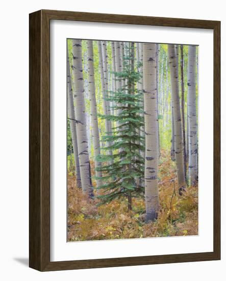 Aspen Forest-Donald Paulson-Framed Giclee Print