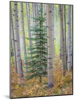 Aspen Forest-Donald Paulson-Mounted Giclee Print
