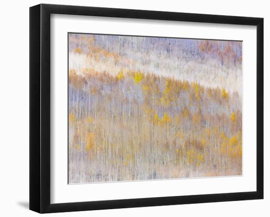 Aspen Forest-Donald Paulson-Framed Giclee Print