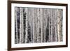 Aspen Forest-Donald Paulson-Framed Giclee Print