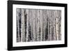 Aspen Forest-Donald Paulson-Framed Giclee Print