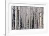 Aspen Forest-Donald Paulson-Framed Giclee Print