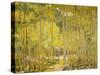 Aspen Forest-Oscar Berninghouse-Stretched Canvas