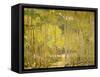 Aspen Forest-Oscar Berninghouse-Framed Stretched Canvas