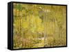 Aspen Forest-Oscar Berninghouse-Framed Stretched Canvas