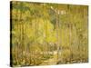 Aspen Forest-Oscar Berninghouse-Stretched Canvas