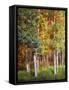 Aspen Glen I-David Drost-Framed Stretched Canvas