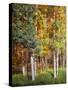 Aspen Glen I-David Drost-Stretched Canvas