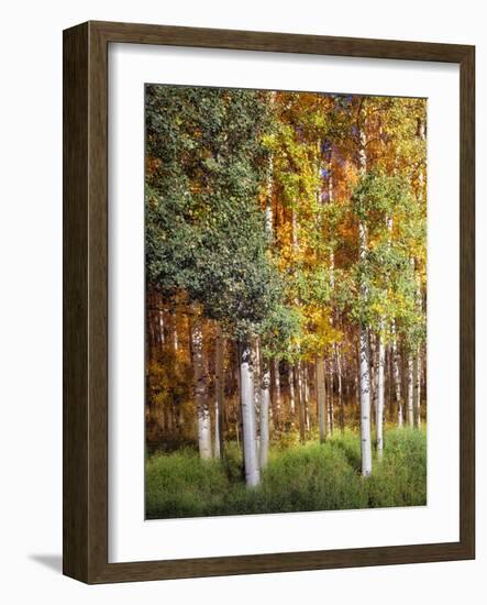 Aspen Glen I-David Drost-Framed Photographic Print