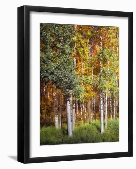 Aspen Glen I-David Drost-Framed Photographic Print