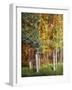 Aspen Glen I-David Drost-Framed Photographic Print