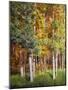 Aspen Glen I-David Drost-Mounted Photographic Print