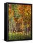 Aspen Glen II-David Drost-Framed Stretched Canvas