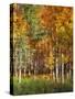 Aspen Glen II-David Drost-Stretched Canvas