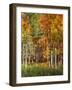 Aspen Glen II-David Drost-Framed Photographic Print