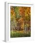 Aspen Glen II-David Drost-Framed Photographic Print