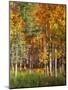 Aspen Glen II-David Drost-Mounted Photographic Print