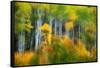 Aspen Grove Along Mcclure Pass-Darrell Gulin-Framed Stretched Canvas