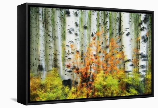 Aspen Grove Along Mcclure Pass-Darrell Gulin-Framed Stretched Canvas