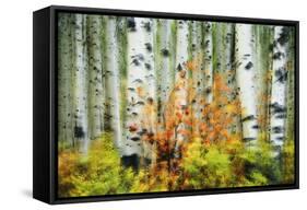 Aspen Grove Along Mcclure Pass-Darrell Gulin-Framed Stretched Canvas