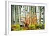 Aspen Grove Along Mcclure Pass-Darrell Gulin-Framed Photographic Print