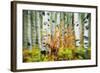Aspen Grove Along Mcclure Pass-Darrell Gulin-Framed Photographic Print