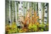 Aspen Grove Along Mcclure Pass-Darrell Gulin-Mounted Photographic Print