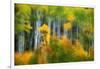 Aspen Grove Along Mcclure Pass-Darrell Gulin-Framed Photographic Print