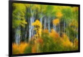 Aspen Grove Along Mcclure Pass-Darrell Gulin-Framed Photographic Print