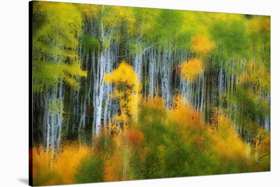 Aspen Grove Along Mcclure Pass-Darrell Gulin-Stretched Canvas