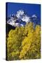 Aspen Grove and Maroon Bells-Darrell Gulin-Stretched Canvas