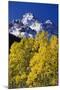 Aspen Grove and Maroon Bells-Darrell Gulin-Mounted Photographic Print