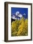 Aspen Grove and Maroon Bells-Darrell Gulin-Framed Photographic Print