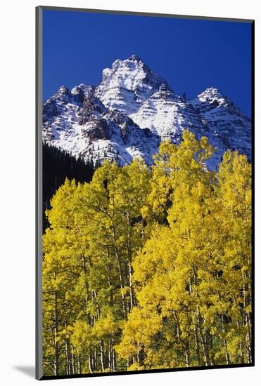 Aspen Grove and Maroon Bells-Darrell Gulin-Mounted Photographic Print