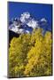 Aspen Grove and Maroon Bells-Darrell Gulin-Mounted Photographic Print